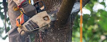 Best Emergency Tree Removal  in North Shore, VA