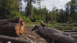 Best Storm Damage Tree Cleanup  in North Shore, VA