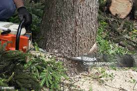  North Shore, VA Tree Services Pros