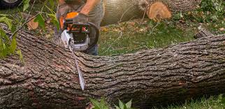 Best Lawn Watering Services  in North Shore, VA