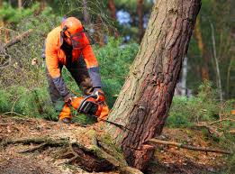 Best Seasonal Cleanup (Spring/Fall)  in North Shore, VA