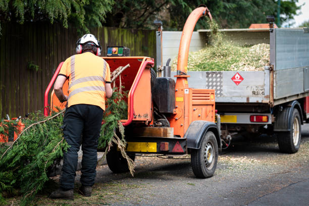 Best Tree Disease Treatment  in North Shore, VA