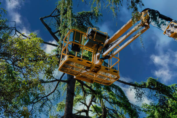 Best Tree Mulching  in North Shore, VA