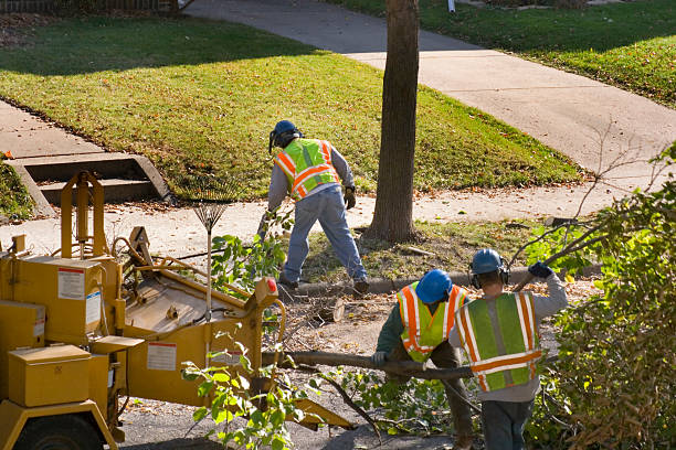 Best Stump Grinding and Removal  in North Shore, VA