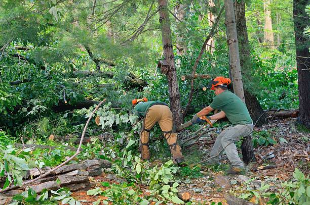 Best Hedge Trimming  in North Shore, VA