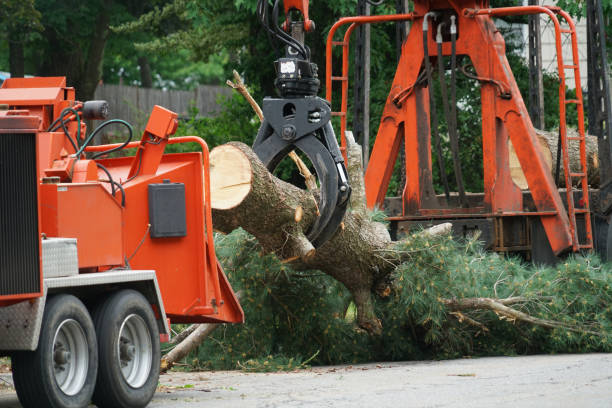Best Hazardous Tree Removal  in North Shore, VA
