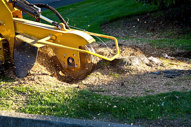 Best Landscape Design and Installation  in North Shore, VA