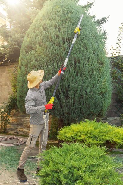 Best Tree Cabling and Bracing  in North Shore, VA