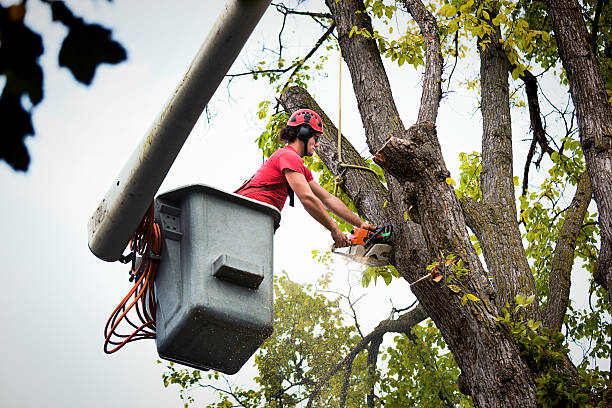 Best Tree Risk Assessment  in North Shore, VA