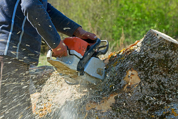 Best Utility Line Clearance  in North Shore, VA