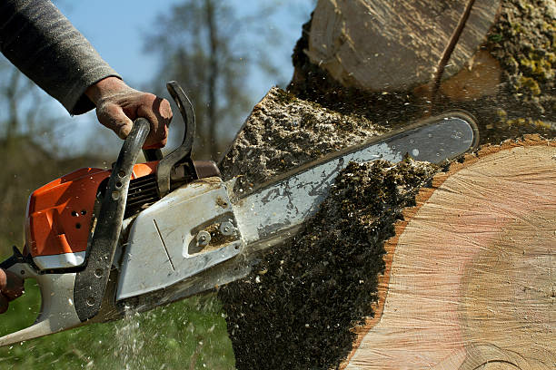 Best Seasonal Cleanup (Spring/Fall)  in North Shore, VA