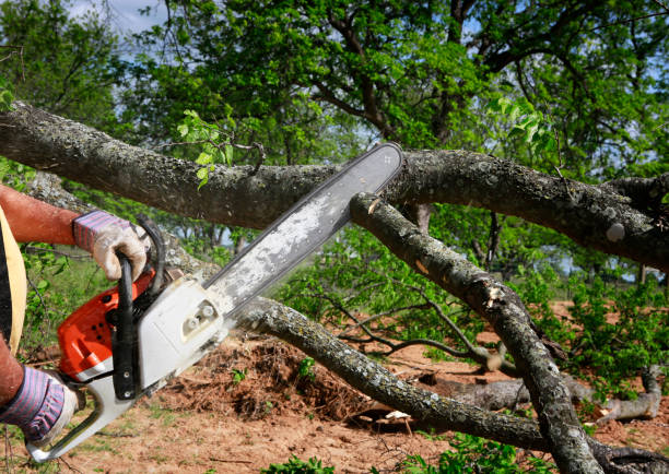 How Our Tree Care Process Works  in  North Shore, VA